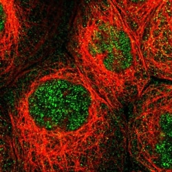 MFSD6 Antibody, Novus Biologicals:Antibodies:Primary Antibodies